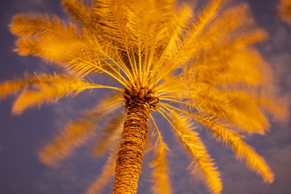Elena with her African Grey